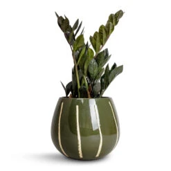 Zamioculcas Zamiifolia - Raven ZZ Plant 21 Zamioculcas Zamiifolia - Raven ZZ Plant -Plant Supplies Sale Zamioculcas zamiifolia Raven ZZ Plant 14x50cm Nova Plant Pot Green 23x18cm 5d1fd0e5 fb54 4b8a b406 74446cfba4b5