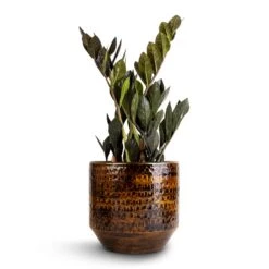 Sanna Plant Pot - Savanna -Plant Supplies Sale Zamioculcas zamiifolia Raven ZZ Plant 14x50cm Sanna Plant Pot Savanna 18x17cm 1 caa813fb a73a 4a09 abf9 13f15c1488c1