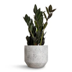 Zamioculcas Zamiifolia - Raven ZZ Plant 17 Zamioculcas Zamiifolia - Raven ZZ Plant -Plant Supplies Sale Zamioculcas zamiifolia Raven ZZ Plant 14x50cm Solento Plant Pot White Speckle 16x14cm 99d6eac6 4cf0 4cc6 ab1b 22c62ec6a215