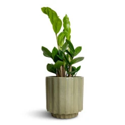 Bourton Scalloped Plant Pot - Sage -Plant Supplies Sale Zamioculcas zamiifolia ZZ Plant 12x30cm Bourton Scalloped Plant Pot Sage 16x16cm