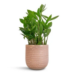 Ocean Glaze Plant Pot - Morganite -Plant Supplies Sale Zamioculcas zamiifolia ZZ Plant 14x40cm Ocean Glaze Plant Pot Morganite 16x16cm