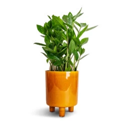 Pisa Plant Pot - Mustard 10 Pisa Plant Pot - Mustard -Plant Supplies Sale Zamioculcas zamiifolia ZZ Plant 14x40cm Pisa Plant Pot Mustard 16x19cm