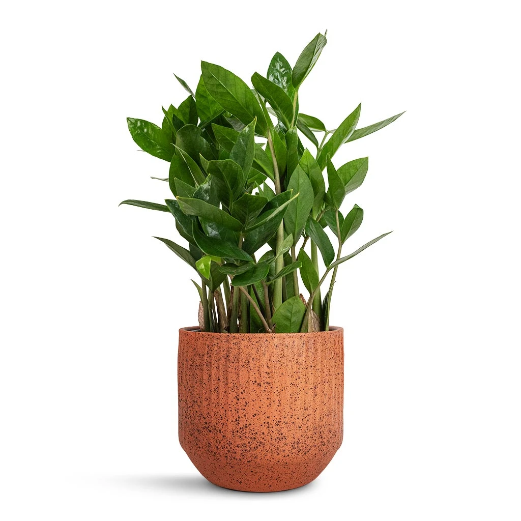 Solento Plant Pot - Terracotta Speckle 2 Solento Plant Pot - Terracotta Speckle - Image 2