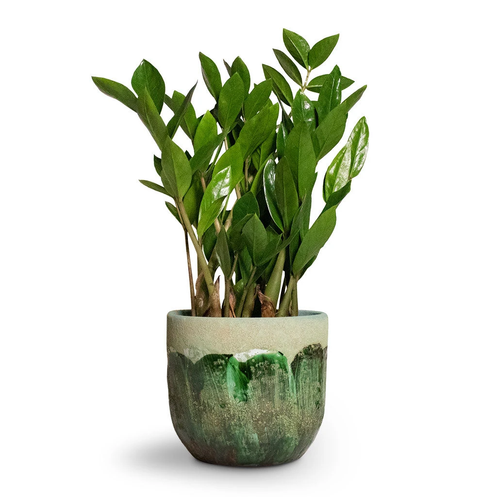 Moon Plant Pot - Jungle 4 Moon Plant Pot - Jungle - Image 4