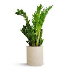 Puk Refined Planter - Natural White -Plant Supplies Sale Zamioculcas zamiifolia ZZ Plant 17x65cm Puk Refined Planter Natural White 20x20cm f00973fd e81e 4dab 81a7 0c25b406f5d3