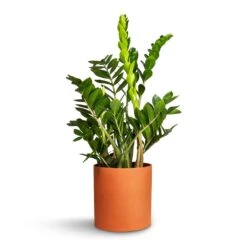 Puk Refined Planter - Canyon Orange -Plant Supplies Sale Zamioculcas zamiifolia ZZ Plant 21x80cm Puk Refined Planter CanyonOrange 25x24.5cm da2dc062 e4ee 4e46 a4fc 89e0036e5c56