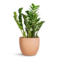 Terracotta Plant Pot -Plant Supplies Sale Zamioculcas zamiifolia ZZ Plant 27x100cm Terracotta Plant Pot 38x33cm 95f398d2 dec7 49bc a69e cd2e85772cb5