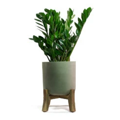 Charlie Plant Pot - Low Stand - Grey Washed 12 Charlie Plant Pot - Low Stand - Grey Washed -Plant Supplies Sale Zamioculcas zamiifolia ZZ Plant Charlie Plant Pot Low Stand Grey Washed