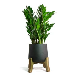Patt Plant Pot - Low Stand - Black Washed -Plant Supplies Sale Zamioculcas zamiifolia ZZ Plant Patt Plant Pot Low Stand Black Washed 5e97ef9d d040 4d04 8633 61631dfb3c41