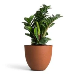 Coral Refined Planter - Canyon Orange -Plant Supplies Sale Zamioculcas zamiifolia Zenzi Zenzi ZZ Plant 14x45cm Coral Refined Planter Canyon Orange 18x15cm 4fb2760b 3038 4467 b371 09aa2ddcb6e7