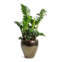 Amora Plant Pot - Black Gold -Plant Supplies Sale Zamioculcas zamiifolia Zenzi Zenzi ZZ Plant Amora Plant Pot Black Gold Small