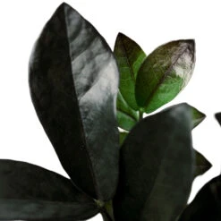 Zamioculcas Zamiifolia - Raven ZZ Plant 20 Zamioculcas Zamiifolia - Raven ZZ Plant -Plant Supplies Sale Zamioculcaszamiifolia RavenZZPlant 1