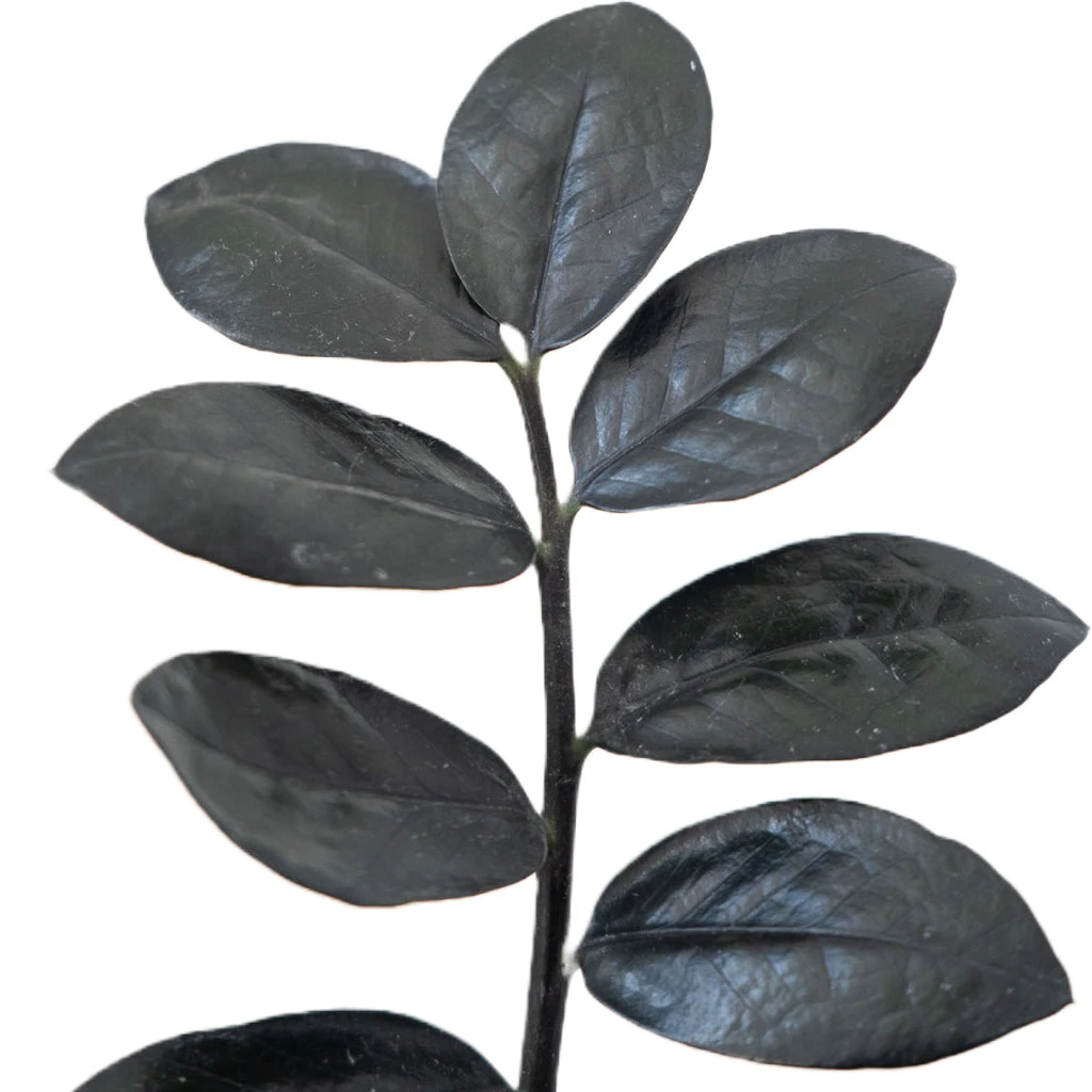 Zamioculcas Zamiifolia - Raven ZZ Plant 2 Zamioculcas Zamiifolia - Raven ZZ Plant - Image 2