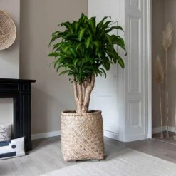 Zayn Bamboo Planter -Plant Supplies Sale Zayn Bamboo Planter Dracaena fragrans Massangeana Houseplant