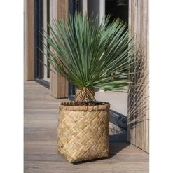 Zayn Bamboo Planter -Plant Supplies Sale Zayn Bamboo Planter Outdoor