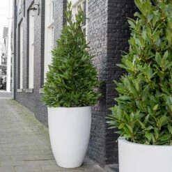 Ben Essentials Planter - Matt White -Plant Supplies Sale ben planter essential matte white bay trees
