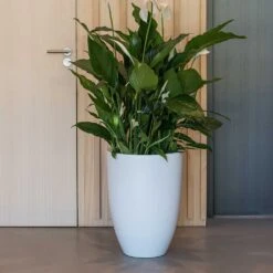 Ben Essentials Planter - Matt White -Plant Supplies Sale ben planter essential matte white peace lilly