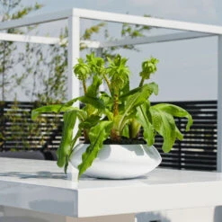 Tara Essentials Bowl Planter - Matt White -Plant Supplies Sale essential glossy tara 1