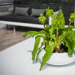 Tara Essentials Bowl Planter - Matt White -Plant Supplies Sale essential glossy tara 2