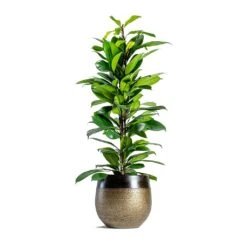 Ficus Cyathistipula - African Fig 10 Ficus Cyathistipula - African Fig -Plant Supplies Sale mya deep champagne plant pot Ficus cyathistipula African Fig 6734eb21 2b4c 4074 86b7 66f17006147e