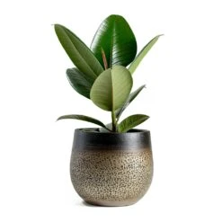 Mya Plant Pot - Deep Champagne -Plant Supplies Sale mya deep champagne plant pot Ficus elastica Robusta Rubber Plant