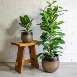 Mya Plant Pot - Deep Champagne -Plant Supplies Sale mya deep champagne plant pot Ficus elastica Robusta african fig
