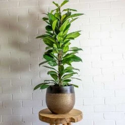 Mya Plant Pot - Deep Champagne -Plant Supplies Sale mya deep champagne plant pot african fig
