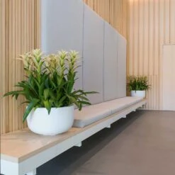 Sunny Essentials Bowl Planter - Matt White 10 Sunny Essentials Bowl Planter - Matt White -Plant Supplies Sale sunny bowl planters essential matte white office reception plants