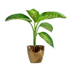 Dieffenbachia Seguine Tropic Snow - Dumb Cane -Plant Supplies Sale sven gold Dieffenbachia seguine Tropic Snow Dumb Cane d393cd03 c50a 4310 a048 645086675956